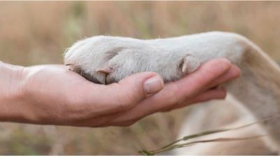 No Rio, manter animais acorrentados agora é crime!