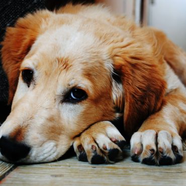 Prefeitura do Rio aprova lei que obriga síndicos a denunciar maus-tratos a animais