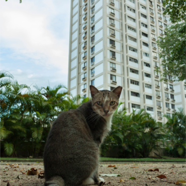 Animais que vivem em áreas externas de condomínios têm direitos garantidos por lei