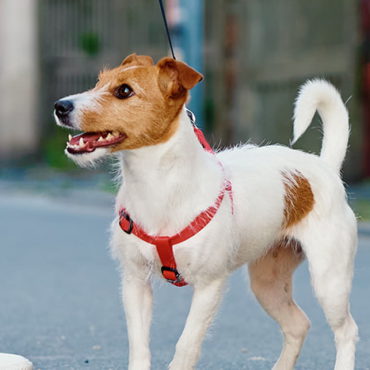 O que diz a lei sobre a presença de pets em condomínios?