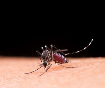Mosquito 40 graus