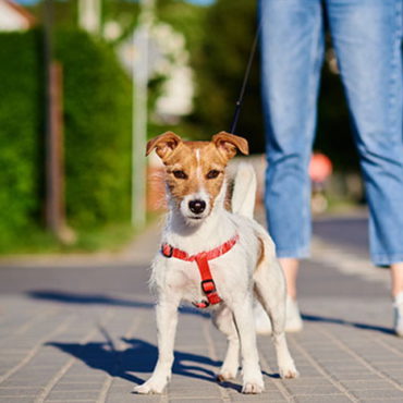 Condomínio amigo dos animais: o que é este selo e como funciona?